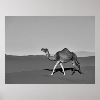 Poster Desert Camel Walking noir et blanc