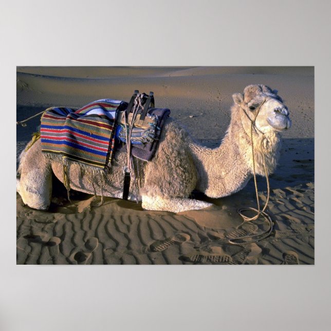 Poster Désert du Sahara près de Merzouga, Maroc (Devant)