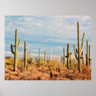 Poster Desert with Saguaro cacti