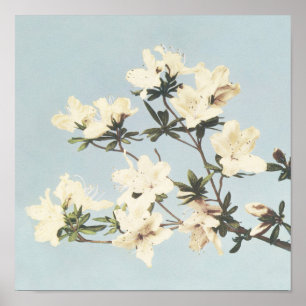 Poster Design botanique antique Azaleas japonais Imprimer
