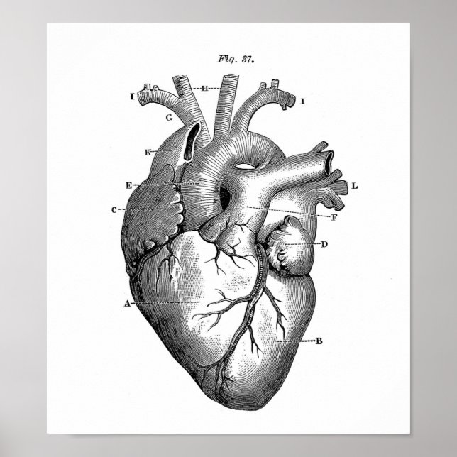 Poster Dessin anatomique vintage Coeur humain (Devant)