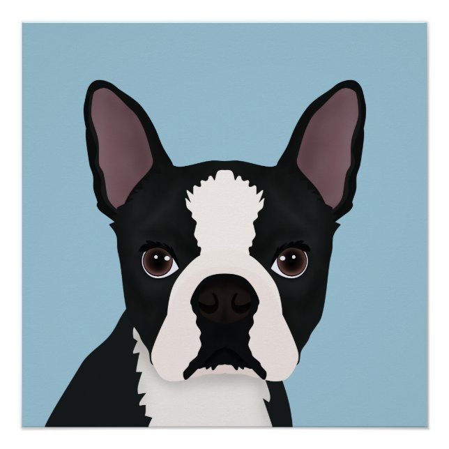 Poster dessin animé de boston terrier (Devant)