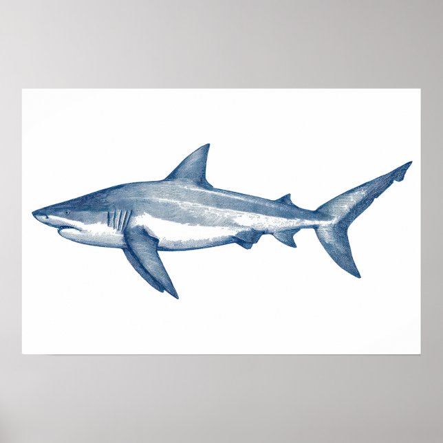 Poster Dessin antique du grand requin blanc (Devant)