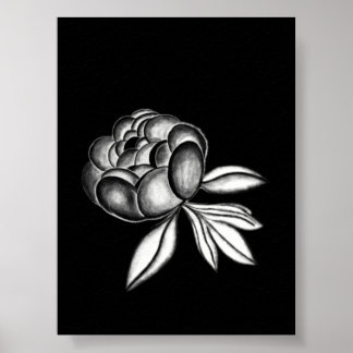 Poster dessin au crayon de pivoines