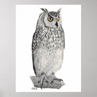 Poster Dessin au crayon Eagle Owl