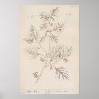 Poster Dessin botanique à l'ombre de la nuit