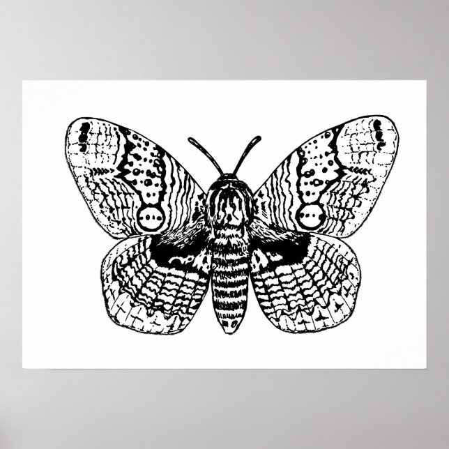 Poster Dessin Brahmin moth (Devant)