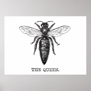 Poster Dessin classique de l'illustration de Queen Bee