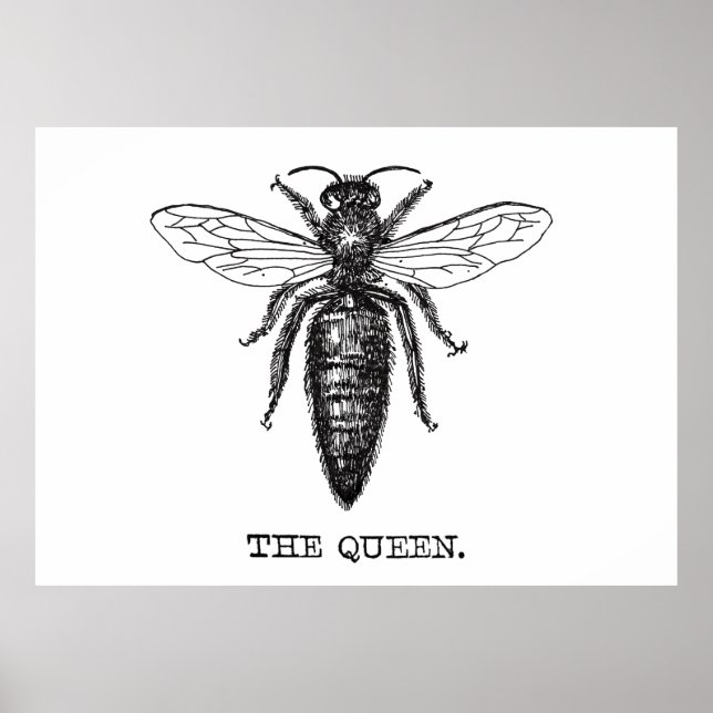 Poster Dessin classique de l'illustration de Queen Bee (Devant)