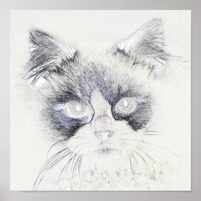 Poster Dessin crayon de chat (Devant)