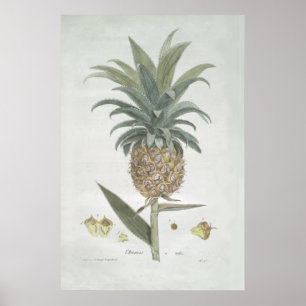 Poster Dessin d'ananas Vintage rétro