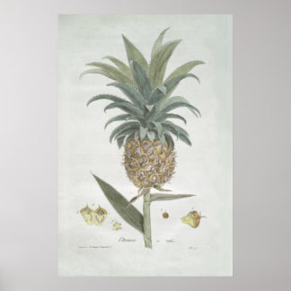 Poster Dessin d'ananas Vintage rétro