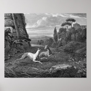 Poster Dessin de Chien Greyhounds italien