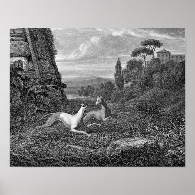 Poster Dessin de Chien Greyhounds italien (Devant)