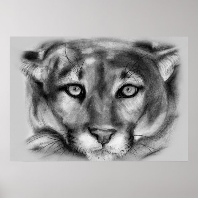 Poster Dessin de cougar (Devant)