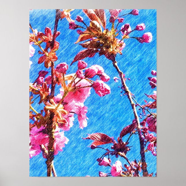 Poster Dessin de crayon couleur - Fleurs de cerisiers pri (Devant)