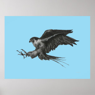 Poster Dessin de Faucon Pèlerin sur Toile