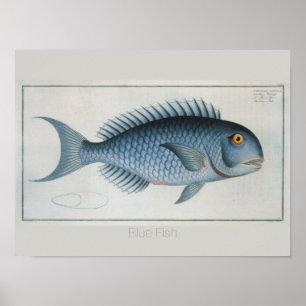 Poster Dessin de poisson bleu Vintage