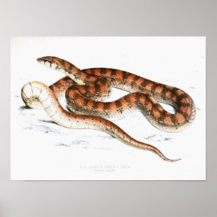 Poster Dessin de serpent vintage-Orange-rayé-Africain