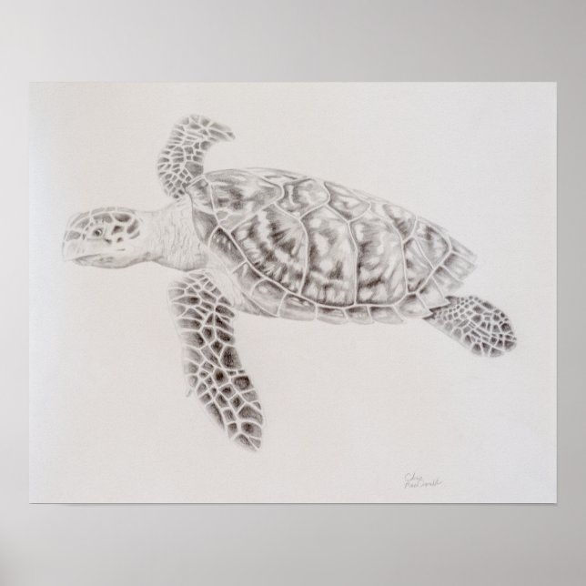 Poster Dessin de tortue de mer côtière (Devant)