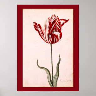 Poster Dessin de tulipe vintage