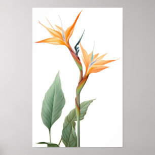 Poster Dessin d'oiseau de paradis (fleur)