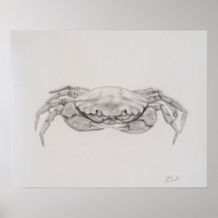 Poster Dessin du crabe côtier