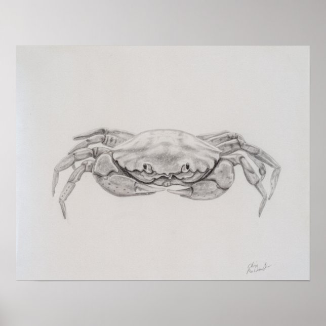 Poster Dessin du crabe côtier (Devant)