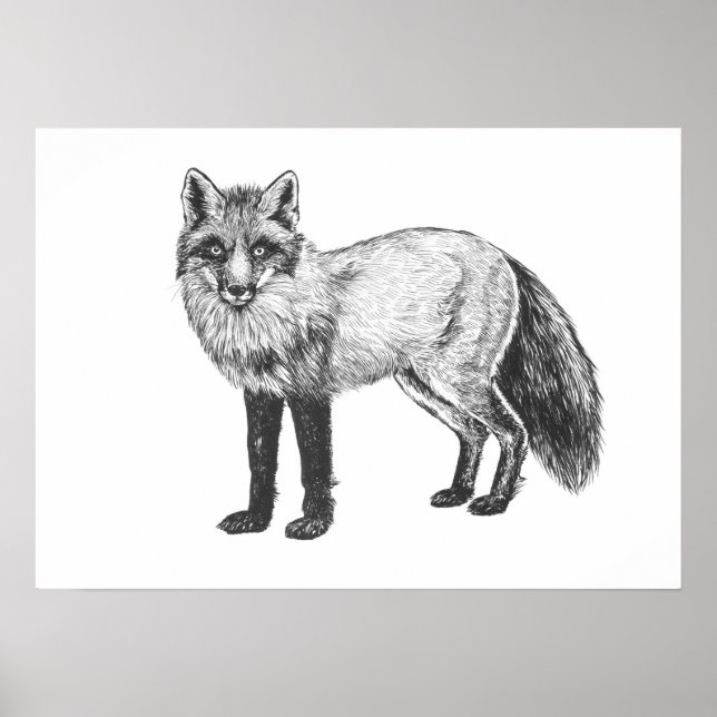 Poster Dessin Fox (Devant)