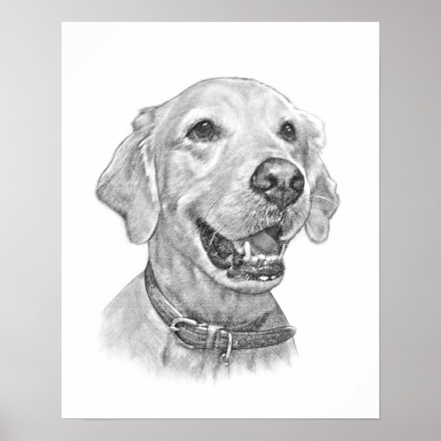 Poster Dessin Golden Retriever Pet Portrait (Devant)