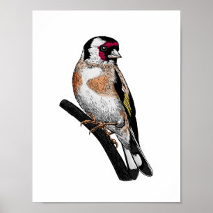 Poster Dessin Goldfinch