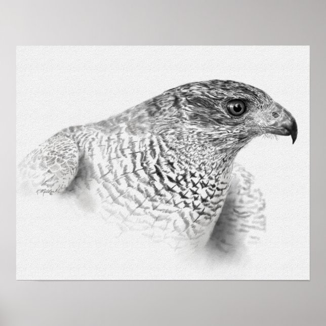 Poster Dessin Goshawk (Devant)