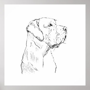 Poster Dessin mural d'un Labrador Retriever calme, dessin