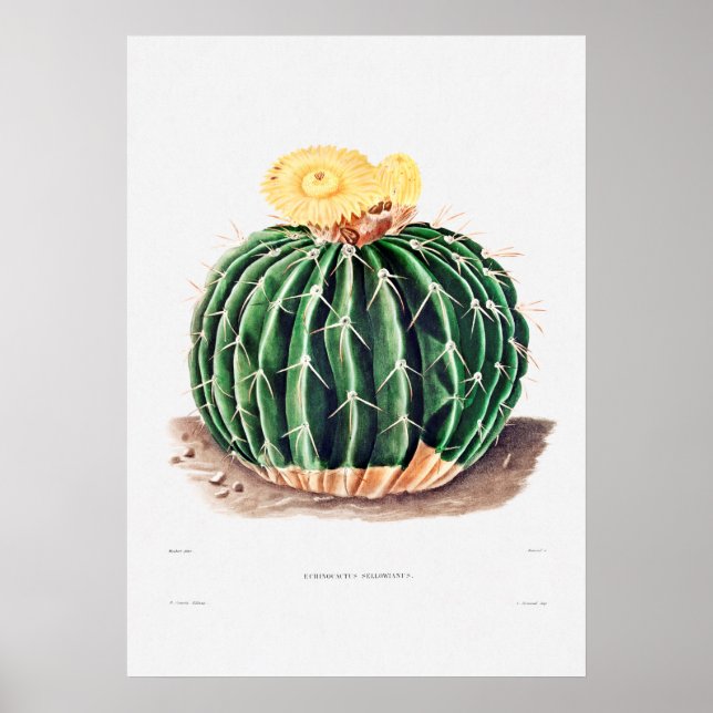 Poster Dessin Nopal d'une image Plante Cactus Fleur Cactu (Devant)