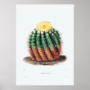 Poster Dessin Nopal d'une image Plante Cactus Fleur Cactu