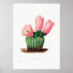 Poster Dessin Nopal d'une image Plante Cactus Fleur Cactu