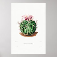 Dessin Nopal d'une image Plante Cactus Fleur Cactu