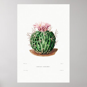 Poster Dessin Nopal d'une image Plante Cactus Fleur Cactu