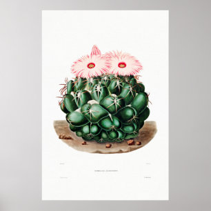 Poster Dessin Nopal d'une image Plante Cactus Fleur Cactu