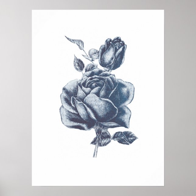 Poster Dessin Rose bleu vintage (Devant)