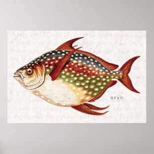 Poster Dessin sportif tropical de poissons d'Opah de