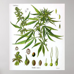Poster Dessin vintage de botanique de plante sativa