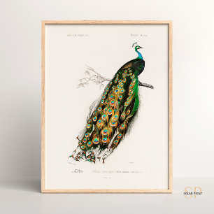 Poster Dessin Vintage Paon indien Charles d Orbigny