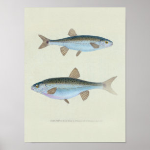 Poster Dessin zoologique de deux poissons