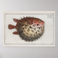 Dessin Zoologique Retro Vintage Cute Puffer Fish