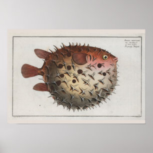 Poster Dessin Zoologique Retro Vintage Cute Puffer Fish