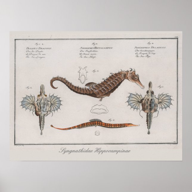 Poster Dessin Zoologique Vintage Rétro (Devant)