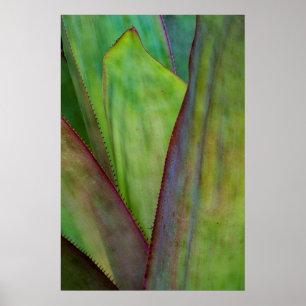 Poster Détail de la plante d'Agave