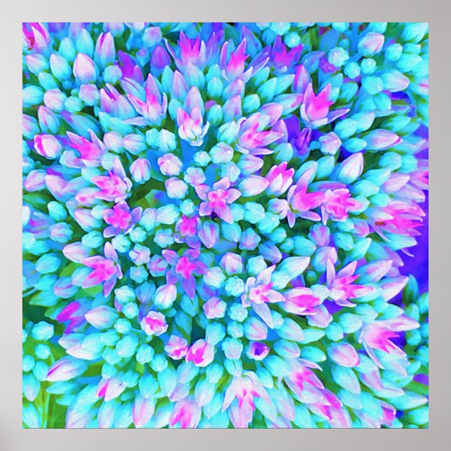 Poster Détails des fleurs de sédum Succulent bleu et rose (Devant)