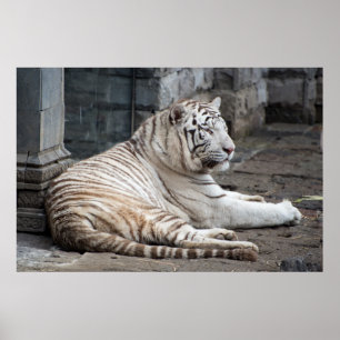 Poster Détente Bengale Tigre Blanc Photographie